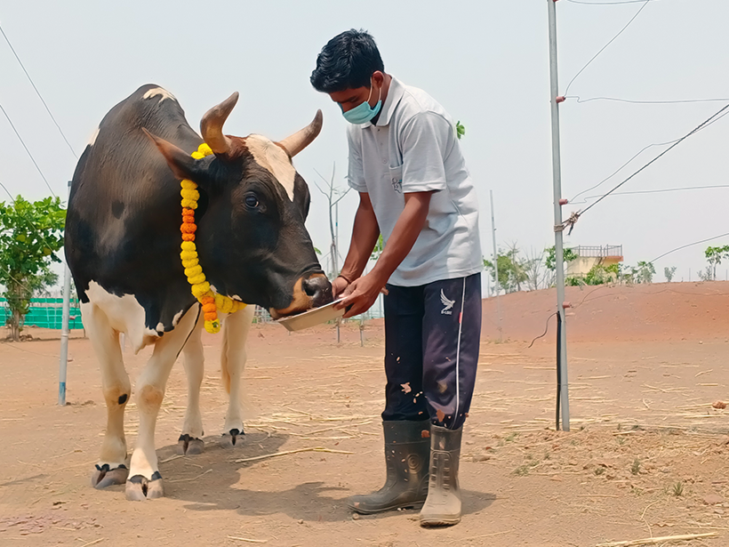 Bandya celebrates a holiday at one of Animal RahatΓÇÖs sanctuaries.