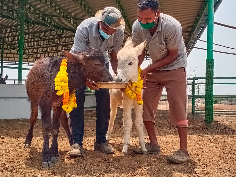 Bansi and Daya celebrates a holiday at one of Animal RahatΓÇÖs sanctuaries.