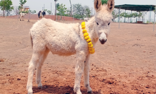 PHOTO GALLERY: Animal Rahat celebrates Holi and Gudi Padwa