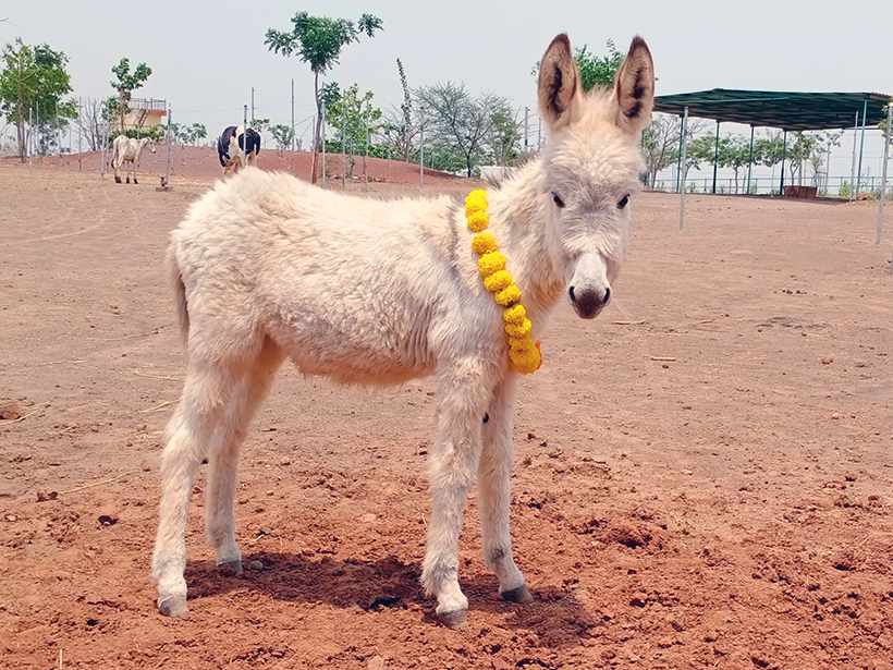 Daya celebrates a holiday at one of Animal RahatΓÇÖs sanctuaries.
