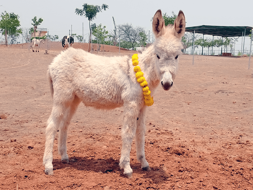 Daya celebrates a holiday at one of Animal RahatΓÇÖs sanctuaries.
