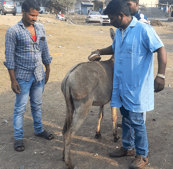 An Animal Rahat expert demonstrates the proper way to groom a donkey.