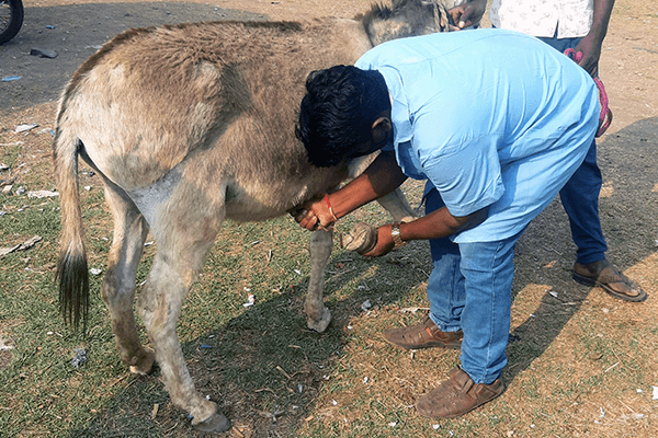 An Animal Rahat expert demonstrates proper hoof care.