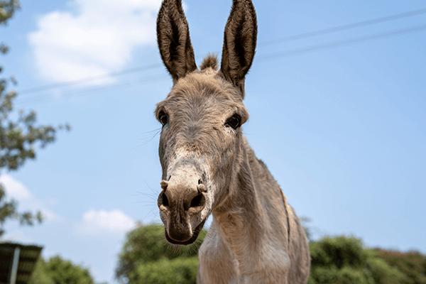 A donkey rescued by Animal Rahat.