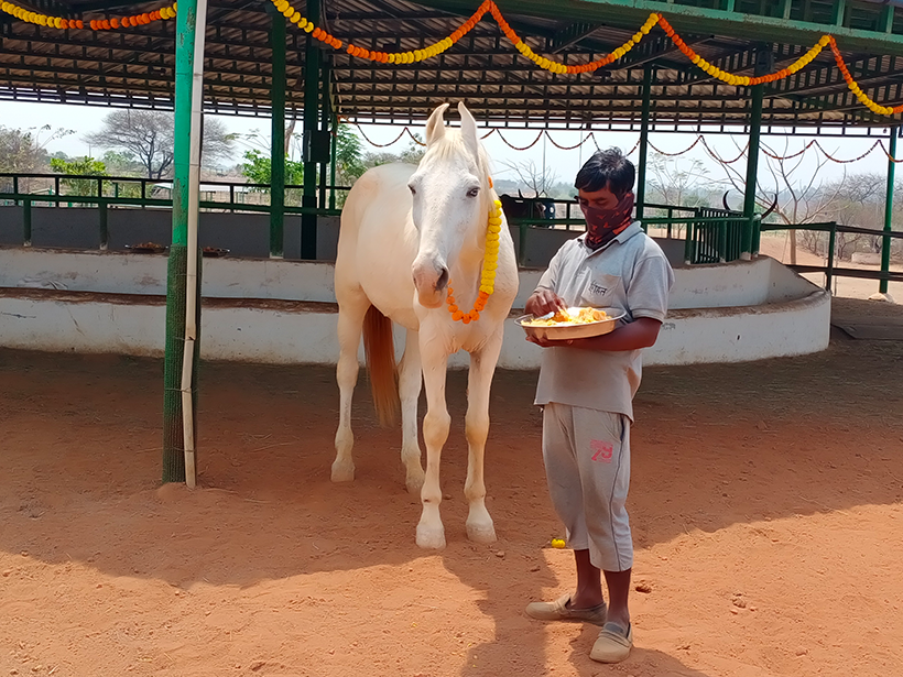 Akshay celebrates a holiday at one of Animal RahatΓÇÖs sanctuaries.