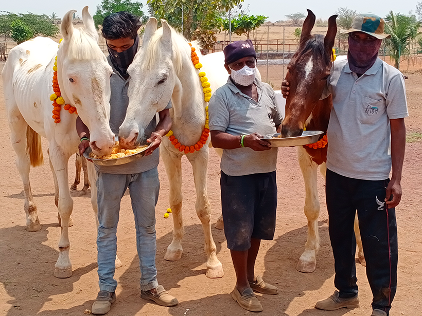 Badal, Pari, and Kiran celebrates a holiday at one of Animal RahatΓÇÖs sanctuaries.
