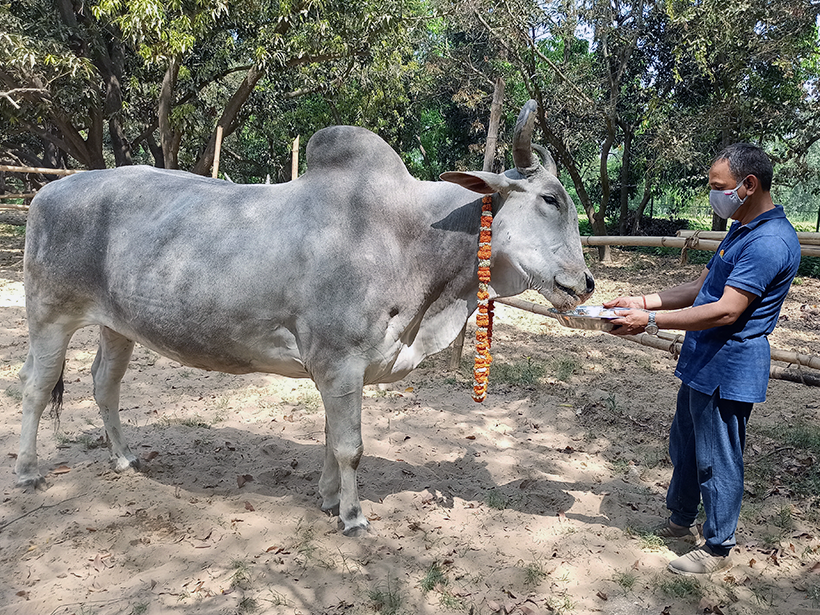 Bahubali celebrates a holiday at one of Animal RahatΓÇÖs sanctuaries.