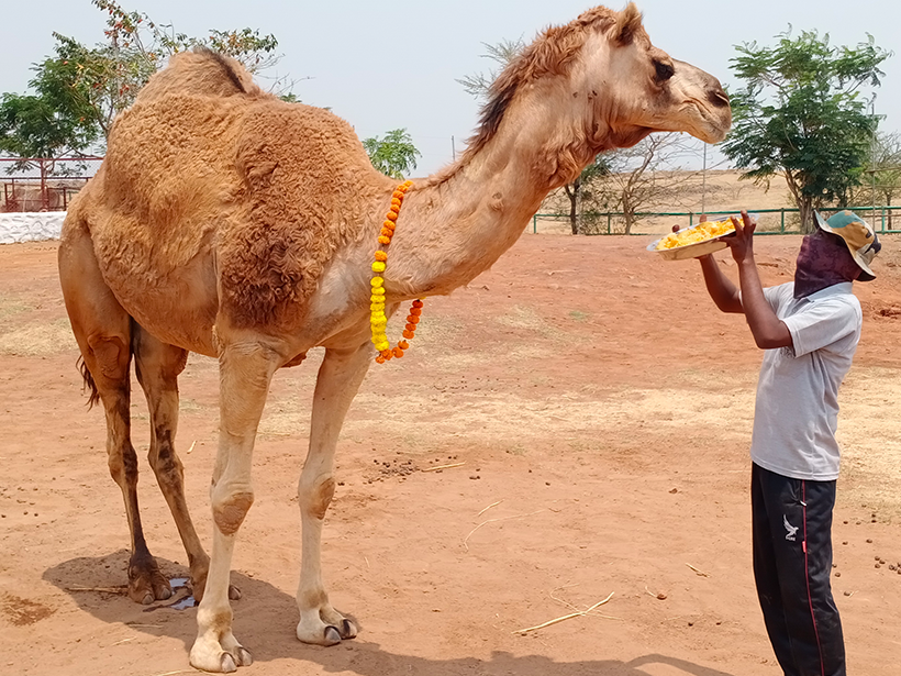 Craig celebrates a holiday at one of Animal RahatΓÇÖs sanctuaries.