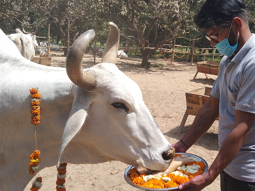 Dany celebrates a holiday at one of Animal RahatΓÇÖs sanctuaries.