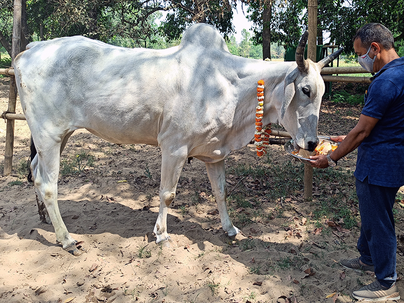 Dodo celebrates a holiday at one of Animal RahatΓÇÖs sanctuaries.