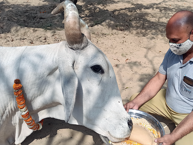 Gabbar celebrates a holiday at one of Animal RahatΓÇÖs sanctuaries.