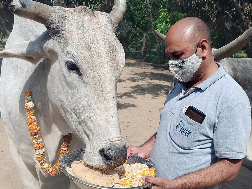 Ganpati celebrates a holiday at one of Animal RahatΓÇÖs sanctuaries.