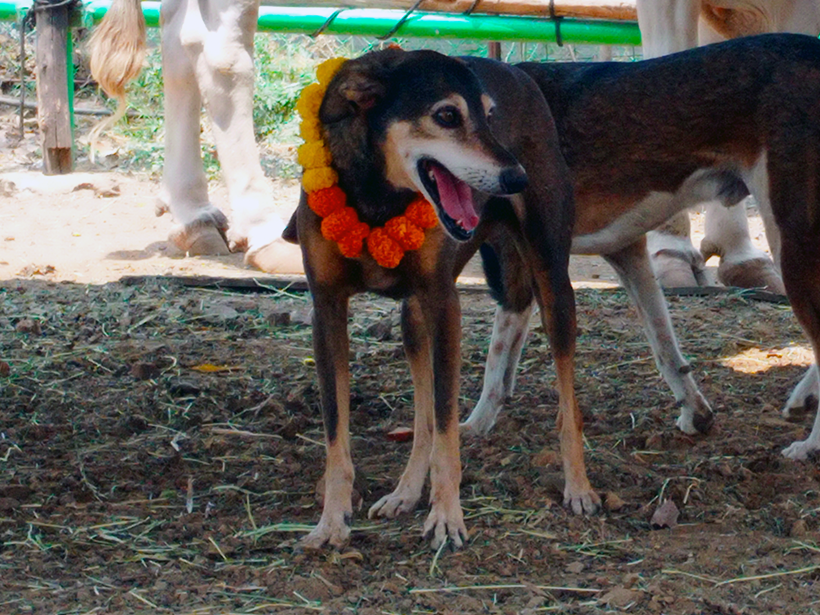Guddi celebrates a holiday at one of Animal Rahat’s sanctuaries.