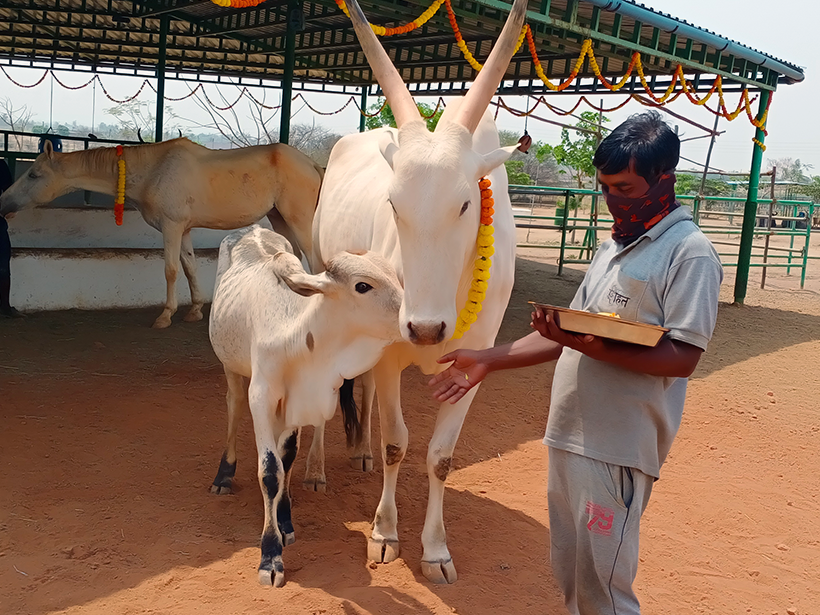Hiren and Vitthal celebrates a holiday at one of Animal RahatΓÇÖs sanctuaries.