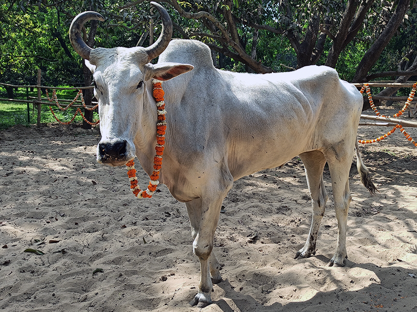 Inder celebrates a holiday at one of Animal RahatΓÇÖs sanctuaries.