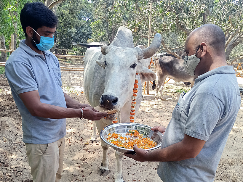 Jai celebrates a holiday at one of Animal RahatΓÇÖs sanctuaries.