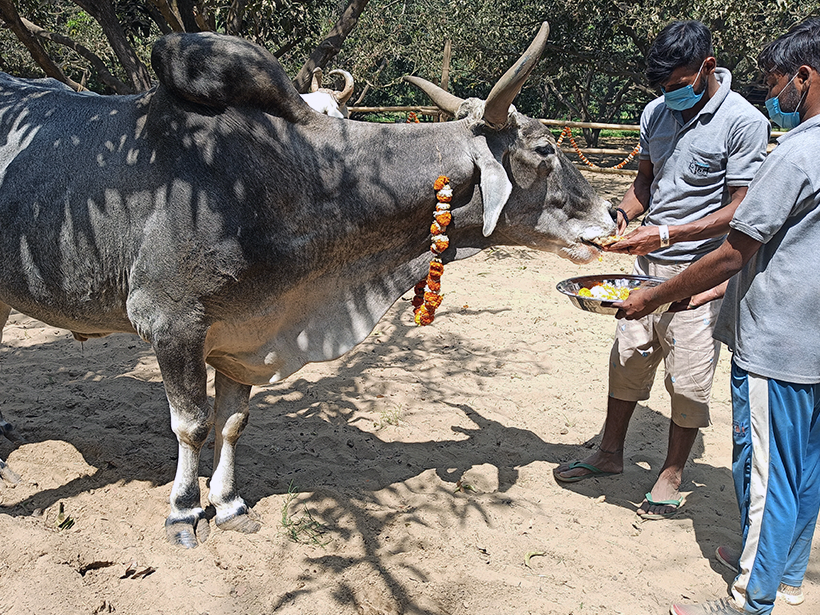 Krishna celebrates a holiday at one of Animal RahatΓÇÖs sanctuaries.