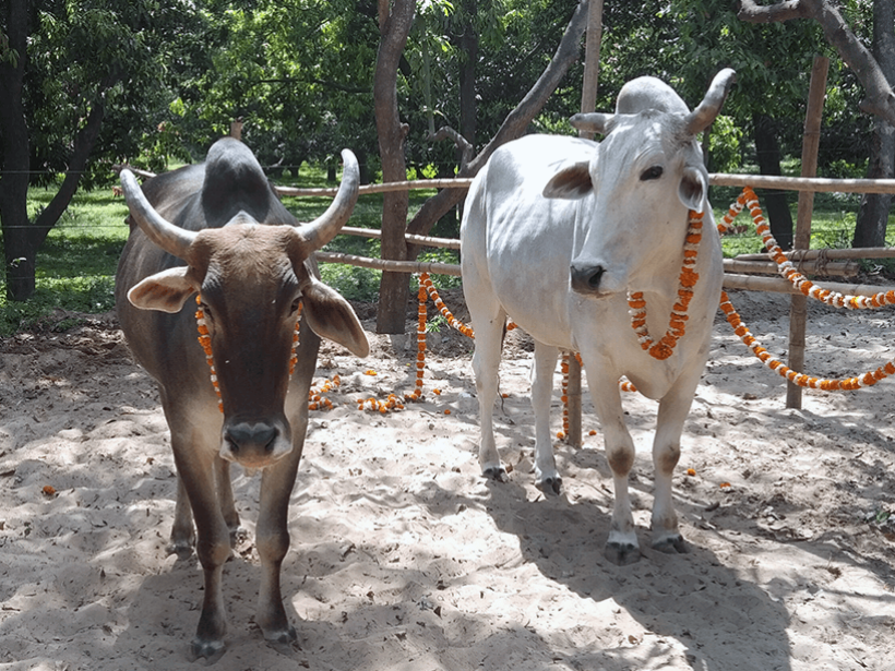 Lalu and Ganpati celebrates a holiday at one of Animal RahatΓÇÖs sanctuaries.