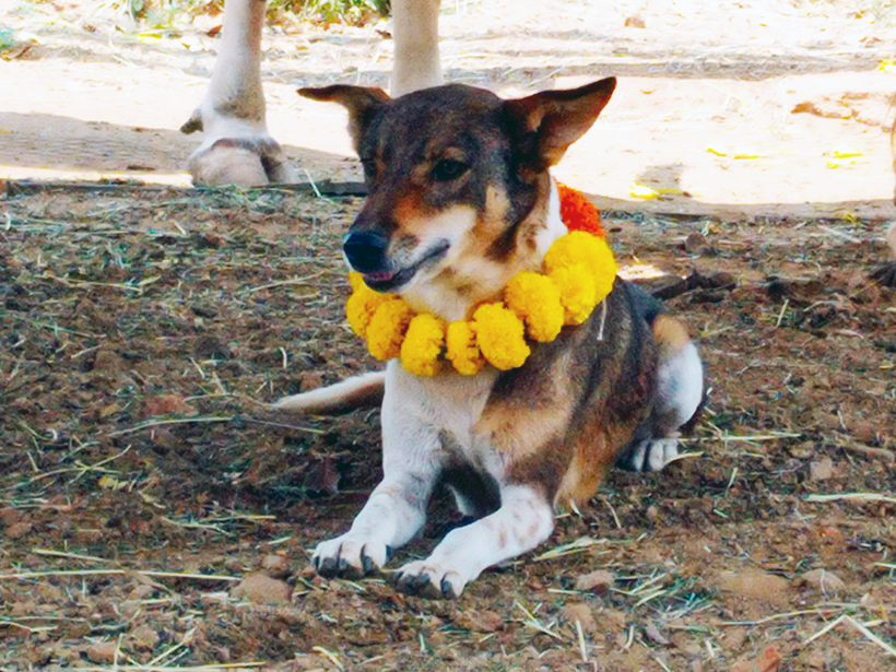 Ravi celebrates a holiday at one of Animal RahatΓÇÖs sanctuaries.