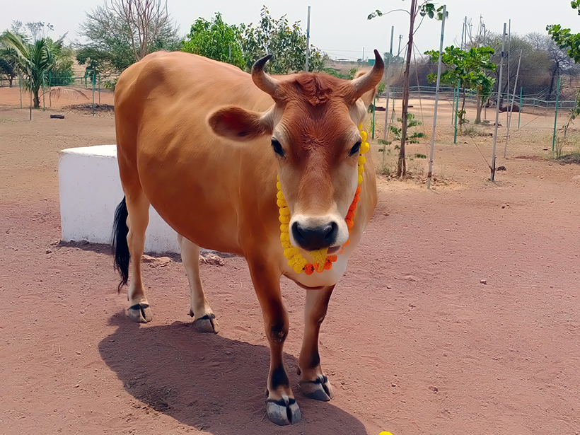 Sheila celebrates a holiday at one of Animal RahatΓÇÖs sanctuaries.