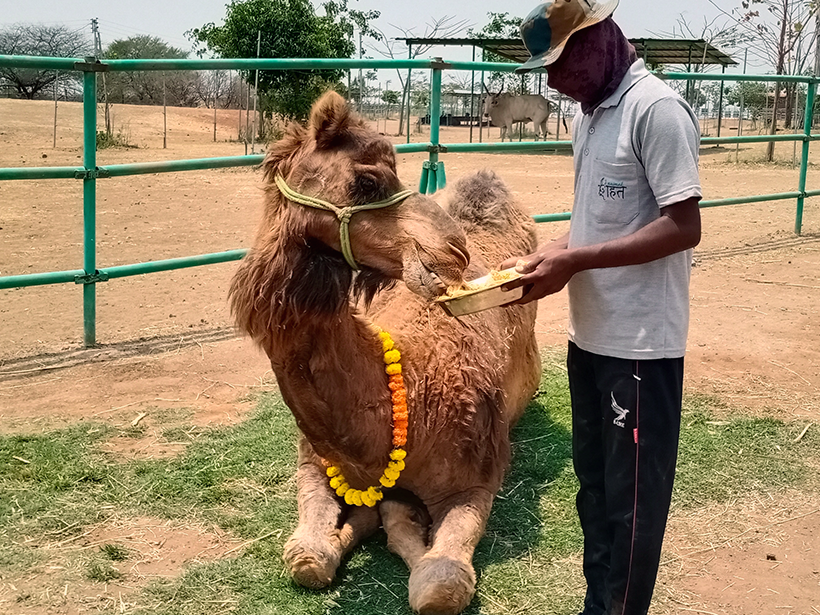 Tracy celebrates a holiday at one of Animal RahatΓÇÖs sanctuaries.