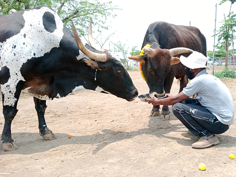 Nandi and Mahadev celebrates a holiday at one of Animal RahatΓÇÖs sanctuaries.