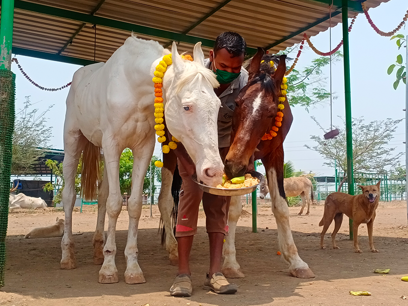 Pari and Kiran celebrates a holiday at one of Animal RahatΓÇÖs sanctuaries.