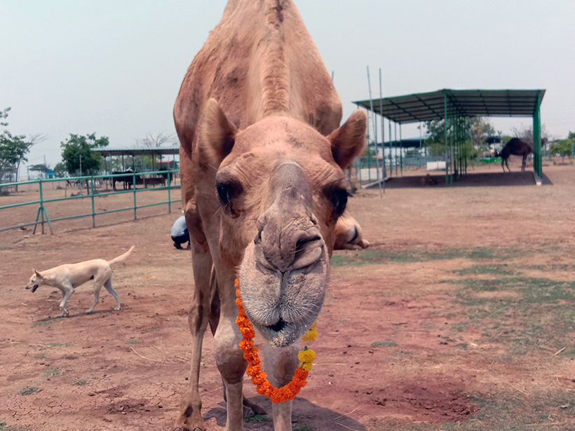 Samarth celebrates a holiday at one of Animal RahatΓÇÖs sanctuaries.