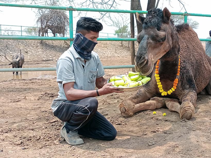 Sameer celebrates a holiday at one of Animal RahatΓÇÖs sanctuaries.