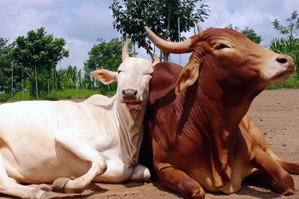 Sanctuary residents Sharon (left) and Hanmanth enjoy the sunshine together.