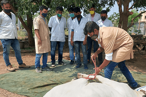 A group of veterinary school interns joined Animal Rahat in the field to learn techniques for painlessly castrating bulls.