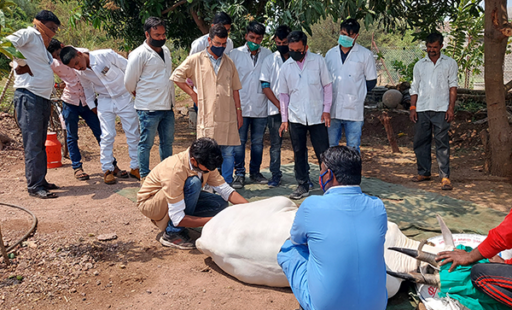 Veterinary Students Get Lessons From Animal Rahat