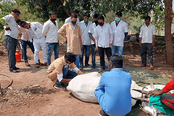 Animal Rahat takes students into the local villages to demonstrate painless castration techniques on bulls.