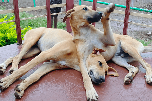 Vishal and Sweetie, who were abandoned outside Animal Rahat’s sanctuary, have a special bond that thrives at the sanctuary.