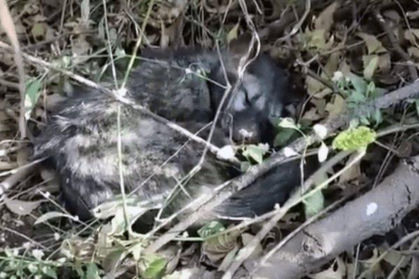 A civet cat, struggling to breathe, lies down in a field.