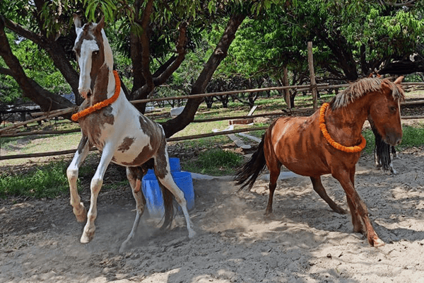 Newly rescued horse Badal jumps for joy after being welcomed to Animal Rahat’s new sanctuary outside Delhi.