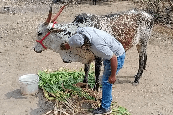 With the tin can removed, the cow could eat freely and without obstruction.