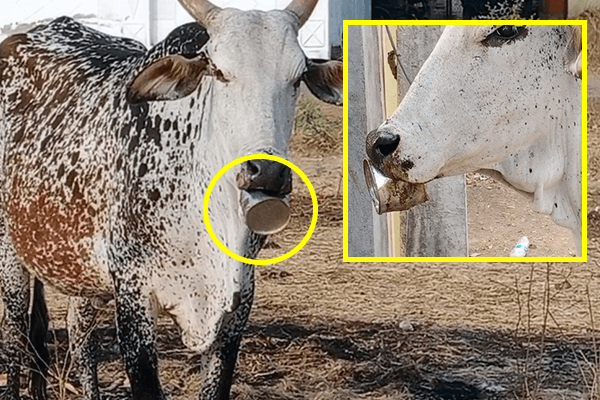 A tin can is stuck on a cow’s lower jaw.