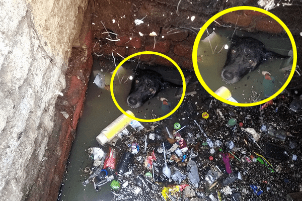 A dog stuck in a drainage chamber treads water to keep his head above the surface.