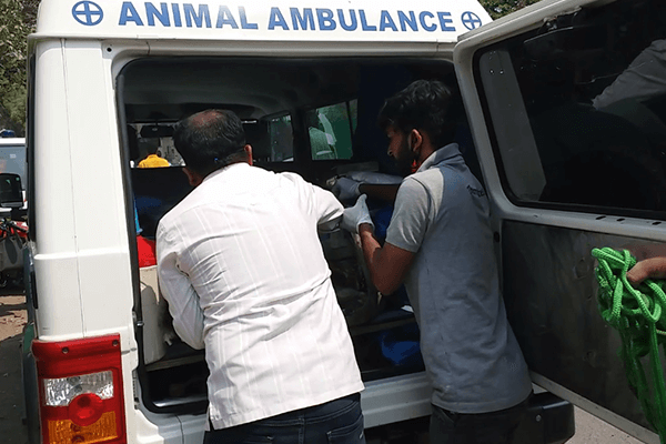 Animal Rahat puts the rescued dog in the back of an ambulance and readies him to travel to its Solapur office for an examination and recovery.