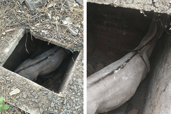 A donkey fell into an 8-foot-deep tank with a very narrow opening, and pulling her out was going to be a challenge.