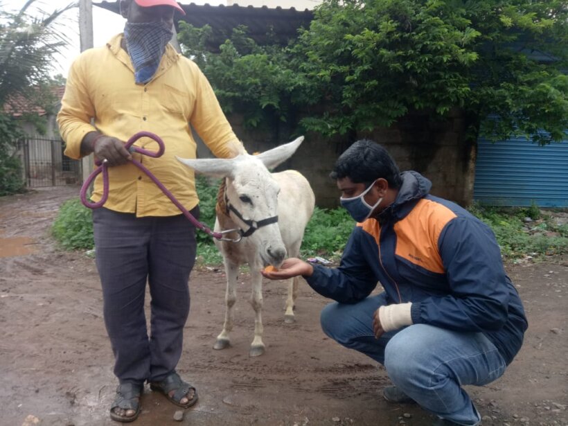 One of Animal Rahat’s experts offers a donkey a treat.