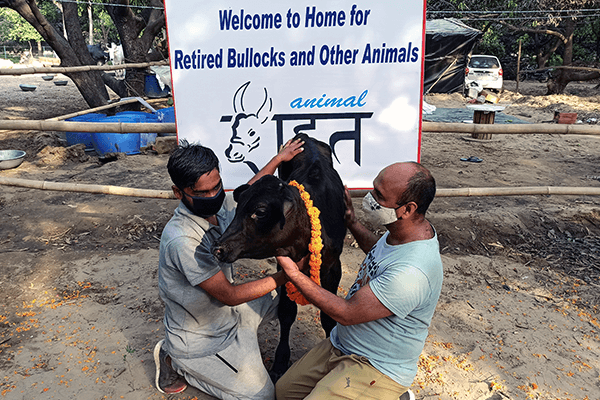 Bull calf Raja is given an Animal Rahat welcome to his new home—its sanctuary outside Delhi.