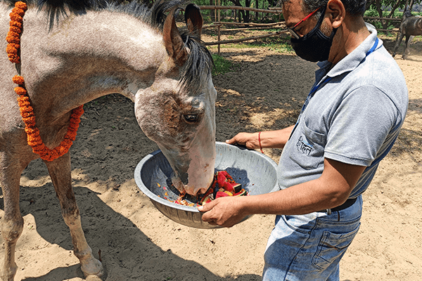 Animal Rahat recently welcomed 10 horses to its sanctuary outside Delhi.