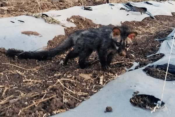 The civet cat is released back into the field after receiving much-needed respiratory treatments.