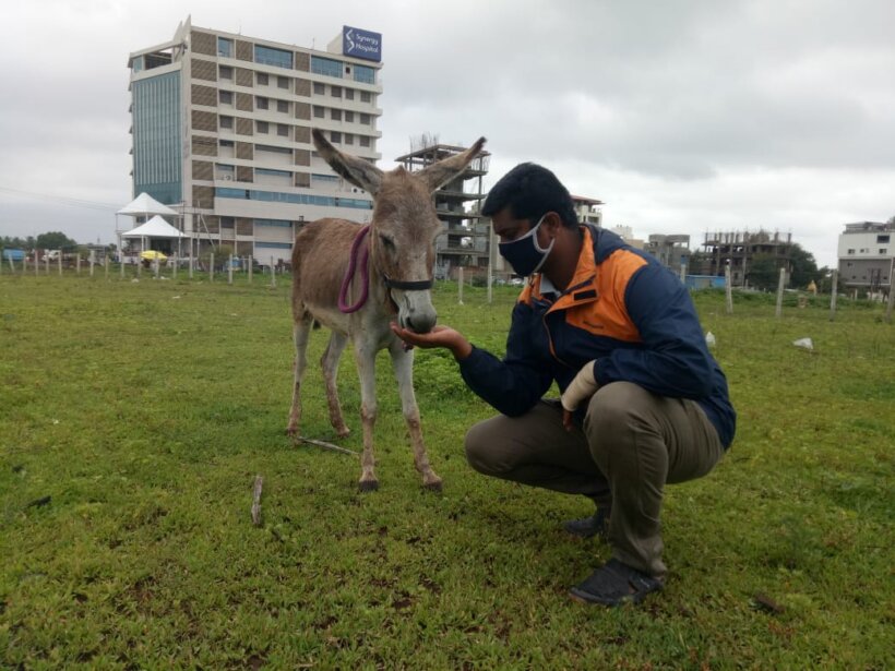 One of Animal Rahat’s experts offers a donkey a treat.