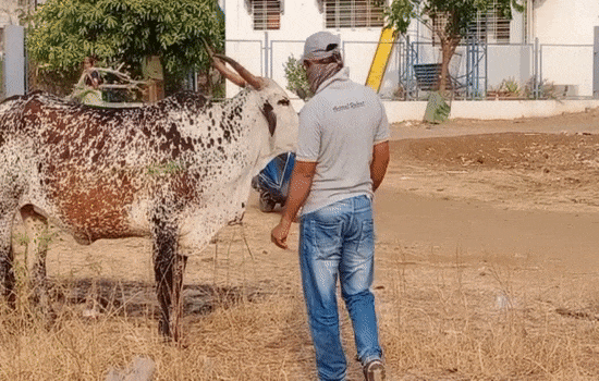 An Animal Rahat rescue worker is able to approach the cow slowly and administer the sedative.