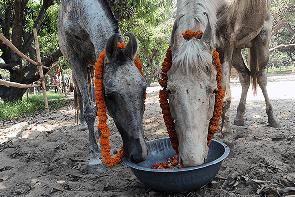 Animal Rahat recently welcomed 10 horses to its sanctuary outside Delhi.