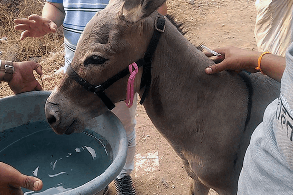 The donkey, now aboveground, gathers herself after the ordeal and is offered water from Animal Rahat’s rescue team.