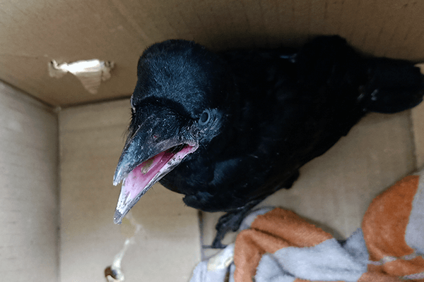 A baby crow waits as Animal Rahat helps find his or her family.